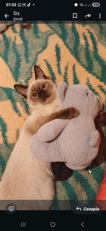 Pişiklər: Siam — 8