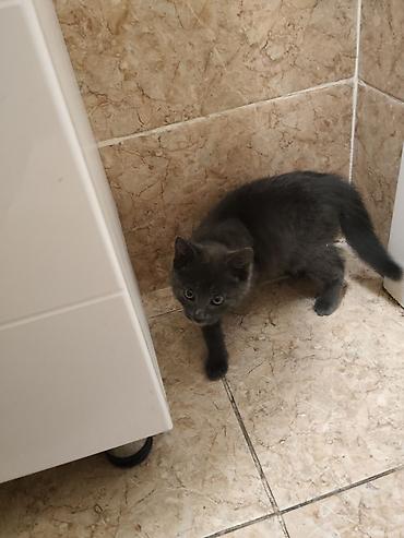 Кошка даром: Беспородная, 2 месяца, Мальчик, Приучена к лотку at lalafo.kg Кошка даром: Беспородная, 2 месяца, Мальчик, Приучена к лотку