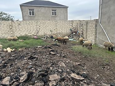 Qoyunlar, qoçlar: Qoyun sürüsü – ana qoyunlar və quzular 8 baş balalı yaşlı heyvan — 1