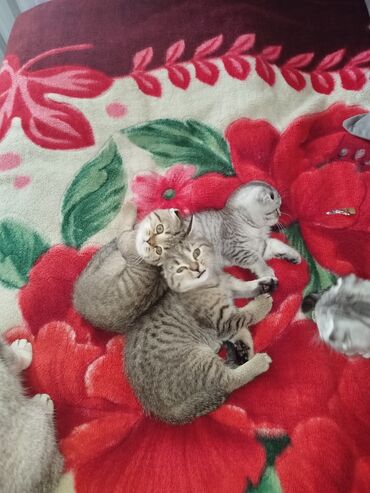 шотландский вислоухий котенок бесплатно: Скотиш Фолд (Шотландиялык шалпаң кулак), 2 айлык, Ургаачы, Лотокко барууга үйрөтүлгөн, Курттардан тазаланган