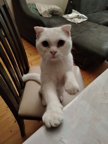 Pişiklər: Şotland yastı qulaq, Erkək, Yaxşı əllərə, Ünvandan götürmə — 2