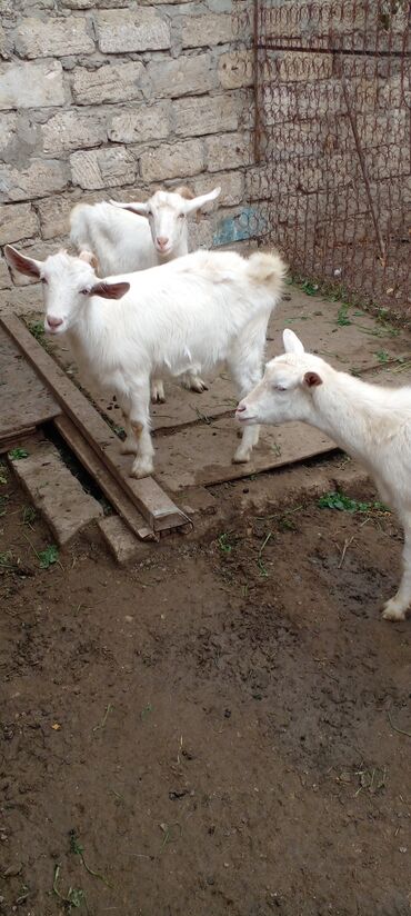 Keçi, çəpiş: Ağ rəngli yerli keçilər – bir qrup halda. - Qulaqları sallanan, qısa — 6