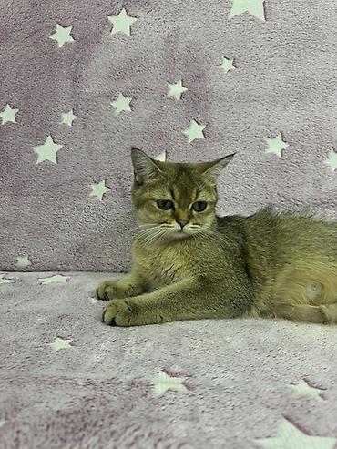скотиш фолд котята: Шотландские вислоухие котята (Scottish Fold) Два мальчика и две — 6