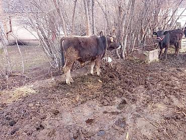 Коровы, быки: Продаю | Бык (самец), Музоо, торпок | Полукровка | На откорм | Привязанные — 2