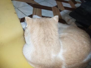 Pişiklər: Şotland yastı qulaq — 9