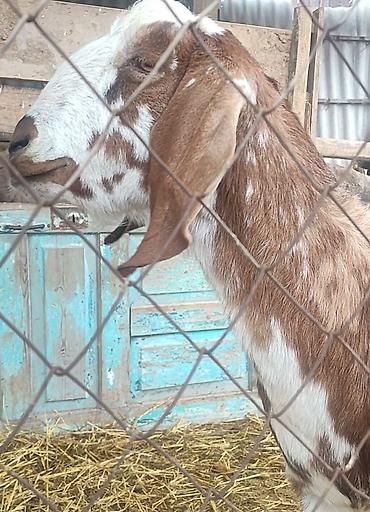 Козы, козлы: Продаю | Коза (самка) | Для молока — 4
