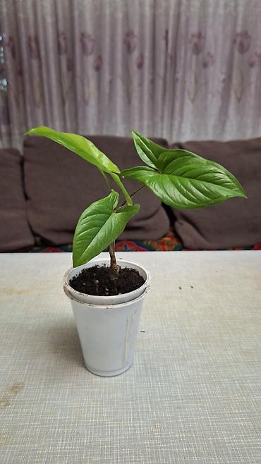 Сингониумы: Продаю комнатные растения. 1. Эпипремнум Есения, в горшке, с опорой - — 5