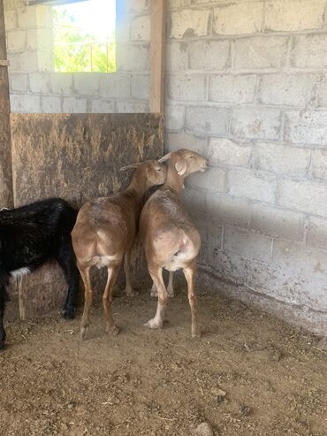 продаю дойную козу: Продаю | Овца (самка) | Арашан | На забой, Для разведения | Матка