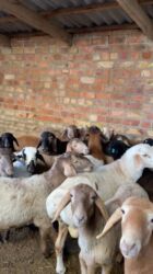 продажа коров: Сатам | Кочкор (эркек) | Союуга, Көбөйтүү үчүн