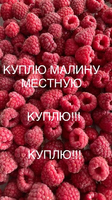 бакалашка продаю: Малина Дүңүнөн, Өзү алып кетүү, Акысыз жеткирүү