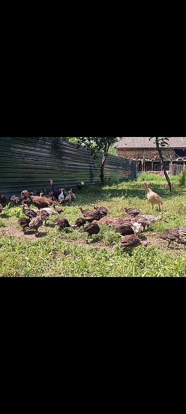 Məhsul: Hinduşka balaları (piliçlər) Təsvir: - Təbii həyətyanı