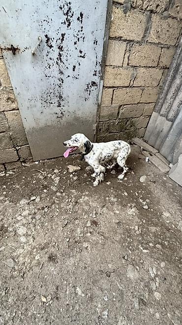 sahiblendirilen itler: Setter (ov iti)her ovu vilir 1 yaş 3 aylıq dı

- — 5