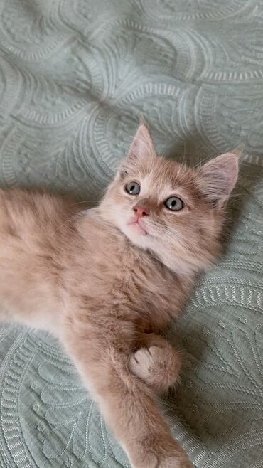 кот домашний: Кошка даром: Беспородная, Мальчик