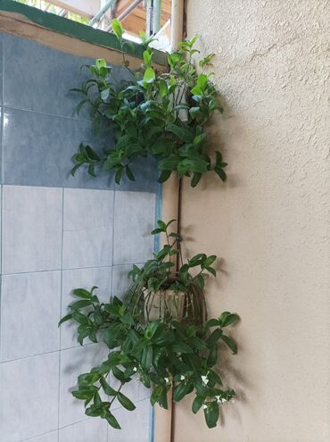 dekorativ bitkilər: Sarmaşıq.biri 5 m