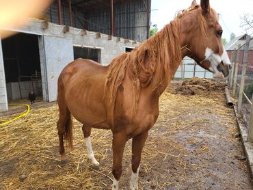 карачаевская лошадь: Продаю | Кобыла (самка), Жеребенок | Английская | Для разведения, Конный спорт