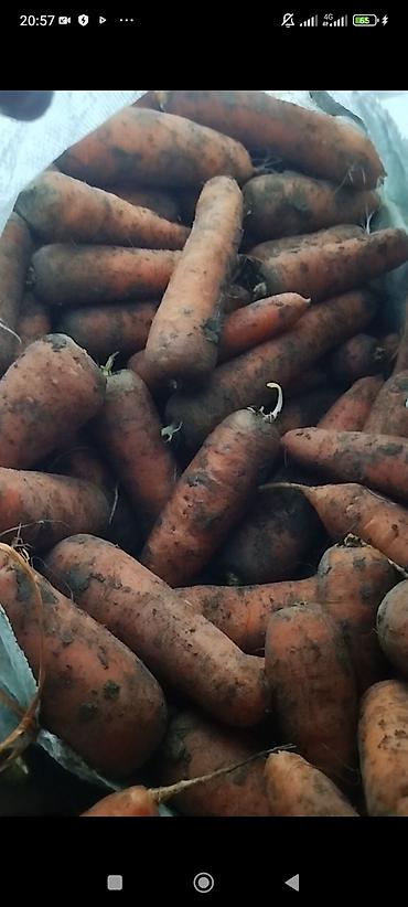 Лук: Лук Оптом, Бесплатная доставка — 5