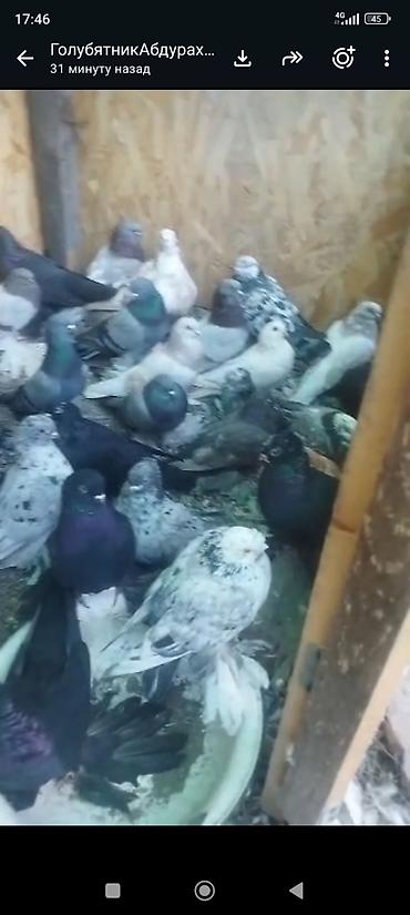 купить собаку курцхаар: Голуби голубей птицы породы разные. цена разная. на чубах и лысарьё — 7