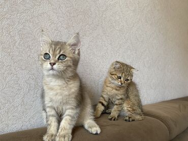 Qızıl şinşilla, Dişi, Erkək
