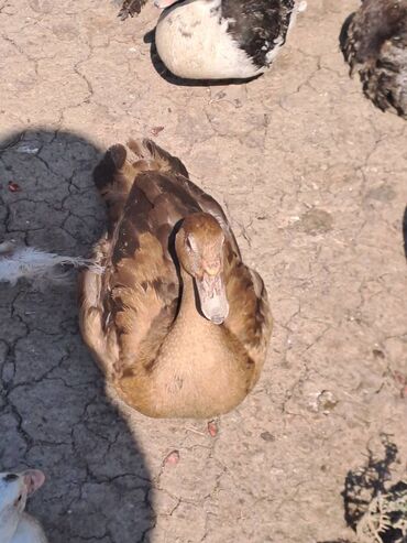 Quş: Salam lal ördəklər satılır .Fərələr 25 xoruzlar 35 azn .Fərələr — 10