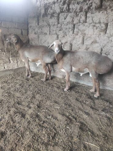 Бараны, овцы: Продаю | Баран (самец) | Гиссарская, Арашан | Осеменитель