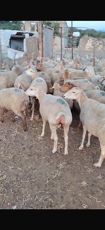 qoyun yanıbala: 🐑 210 baş qoyun, quzu və keçi satılır Ümumi 210 başdır. İçərisində — 3