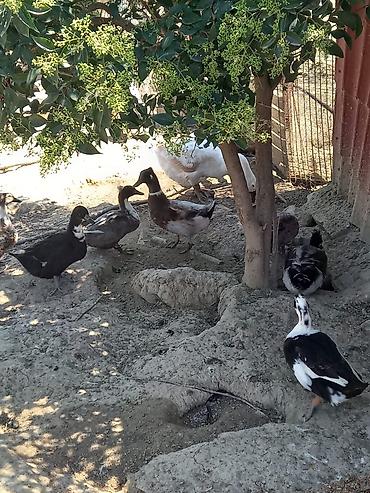 quş: Səsli ördəklər tam sağlam 6 aylıq lal ördəklədə barter edərəm — 2