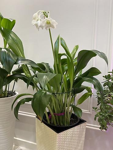 Драцены и Сансевиерии: Доставка по городу бесплатно . Адаптированные пересаженные Комнатные — 46