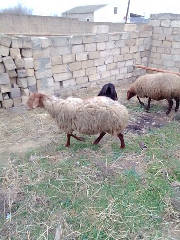 Qoyunlar, qoçlar: Qiymət cütünə ayıdır real alıcıya endirim olacaq boğaz heyvan di — 14