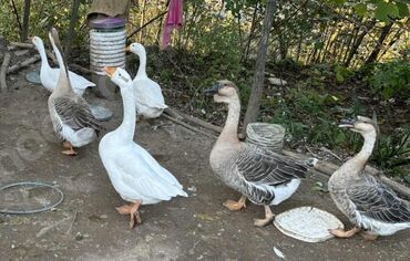 Digər quşlar: Linda kuban qaz balası böyük sortdu yaxşı baxsan bütün fesil