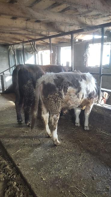 Коровы, быки: Продаю | Бык (самец) | Полукровка | На откорм | Привязанные — 4