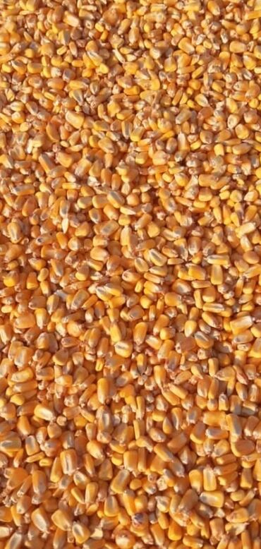 железо цена за кг: Продаю кукуруза рушеный сухой кг есть 200тонн. есть почяткой .кг есть