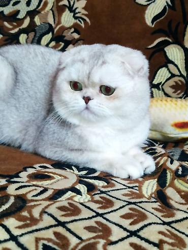 вязку: Вязка ! Не продажа!!! Молодой котик Scottish fold окрас серебристая — 3