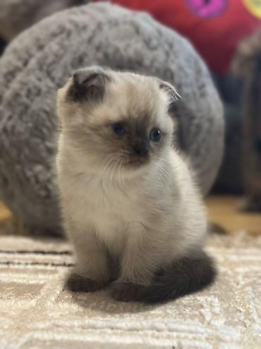 Pişiklər: Şotland, Erkək, Dişi — 5