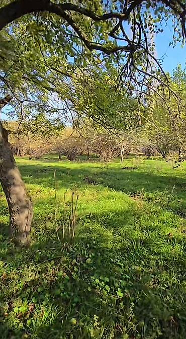 sekide torpaq satilir: 27 sot, Tikinti, Mülkiyyətçi, Kupça (Çıxarış) — 5