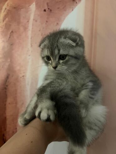 Pişiklər: Şotland uzun tüklü, Ödənişli çatdırılma — 1