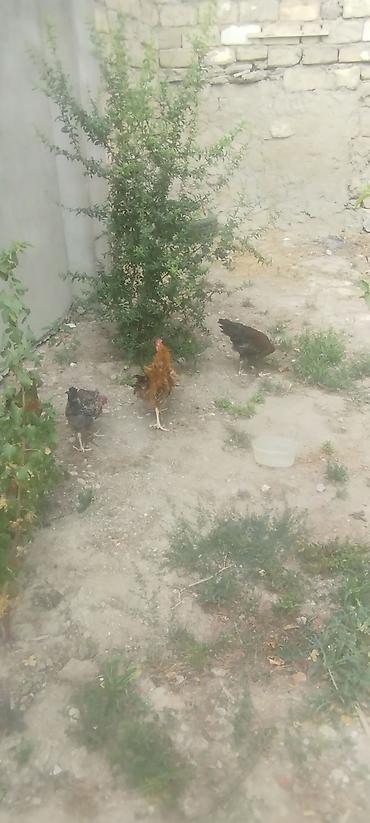kirpi toyuq: Cəmi 4 eded cavan kənd xoruzlar idi tecılı satilirMəhsul: Yerli — 6