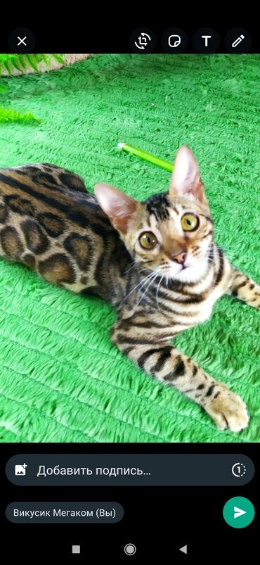 Продажа кошек: Друзья !! в проф питомнике Бен Гла Мур новые детки .Бенгальские котята — 20