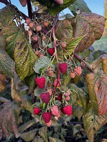 Малина: Продается саженцы элитный сорт малины ХЕРИТЕЙДЖ. Ремонтантная — 2