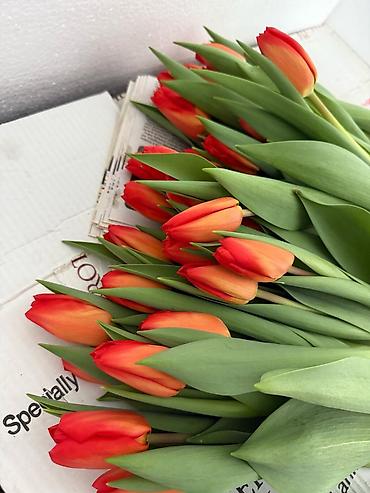 Теплицы: 🌷 Тюльпаны на продажу! Свежие, качественные, выращиваем сами. С — 9