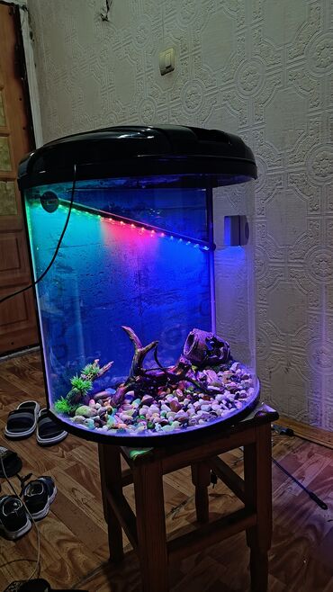 sarı dana: Yumru akvarium, Boş, 1 l, Pulsuz çatdırılma