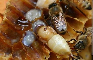 Другие животные: Продам сублиматор щавелевой кислоты для обработки пчёл от клеща Ворроа — 7