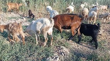 südlük inəklər: Salam bidenə temiz obir haş alpin 3 qarın doxub qurudub bir denə de — 5