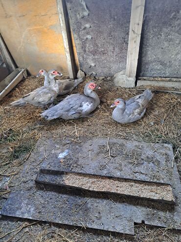 İtlər: Satılır: muskovi ördəkləri (indoutka) - Sayı: 4 baş - Rəng