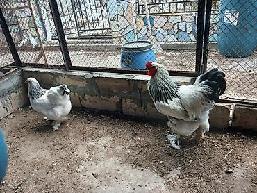 ordək balası və cucə: Brahma “Light” cinsli toyuq və xoruz cütü - Nadir, dekorativ görünüş — 1