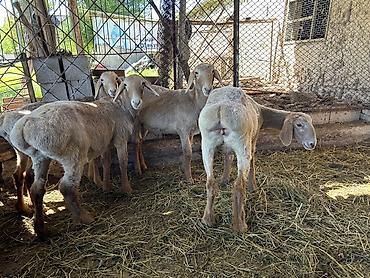 Баран, овца: Продаю | Ягненок | Арашан | Для разведения | Племенные — 7