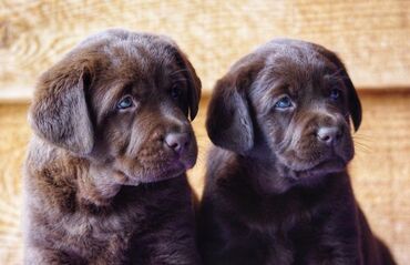 qaz balaları: Labrador-retriver, 1 ay, Erkek, Ünvandan götürmə