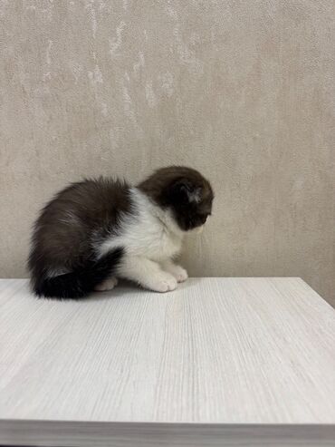 Pişiklər: Şotland, Dişi, Erkək, Ödənişli çatdırılma, Ünvandan götürmə — 13