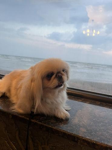 pekinez: Pekines, 1 il, Dişi, Ünvandan götürmə, Pulsuz çatdırılma — 1