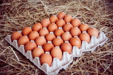 домашний яйцо: Яйца домашние оптом