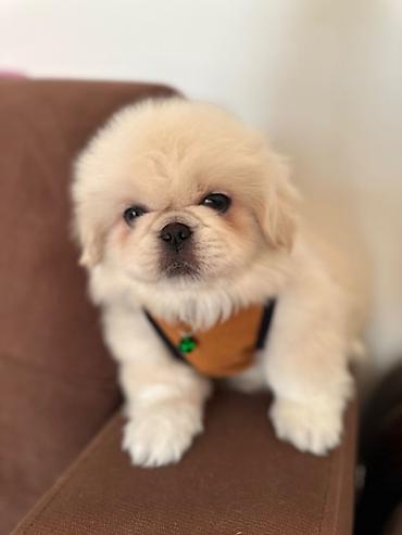 İtlər: Pekines, 1 ay, Erkek — 14